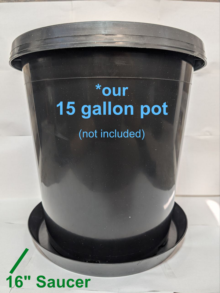 16" Heavy-Duty Black Plant Saucer – Indoor/Outdoor Drip Tray