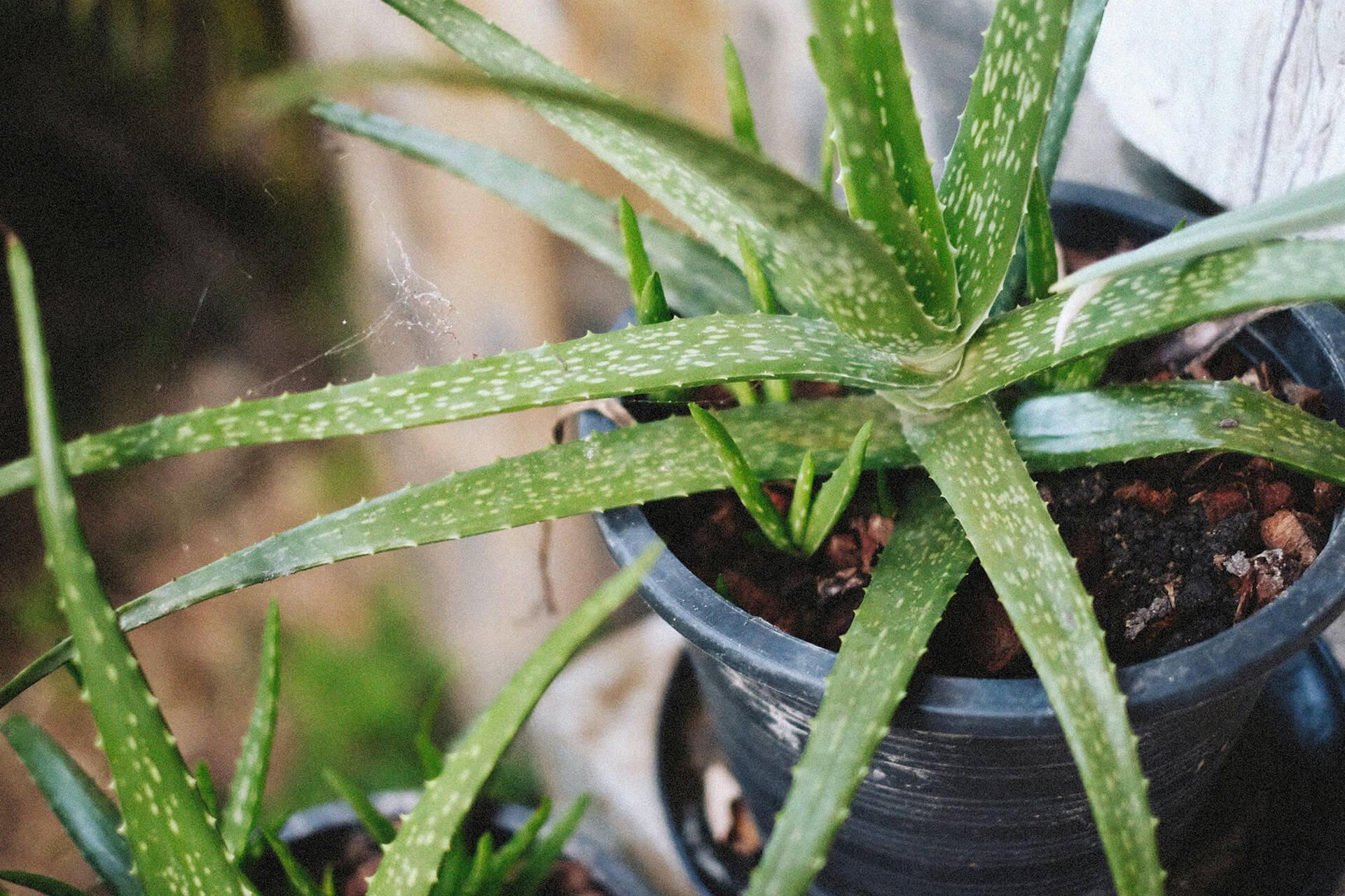 Round Pots
