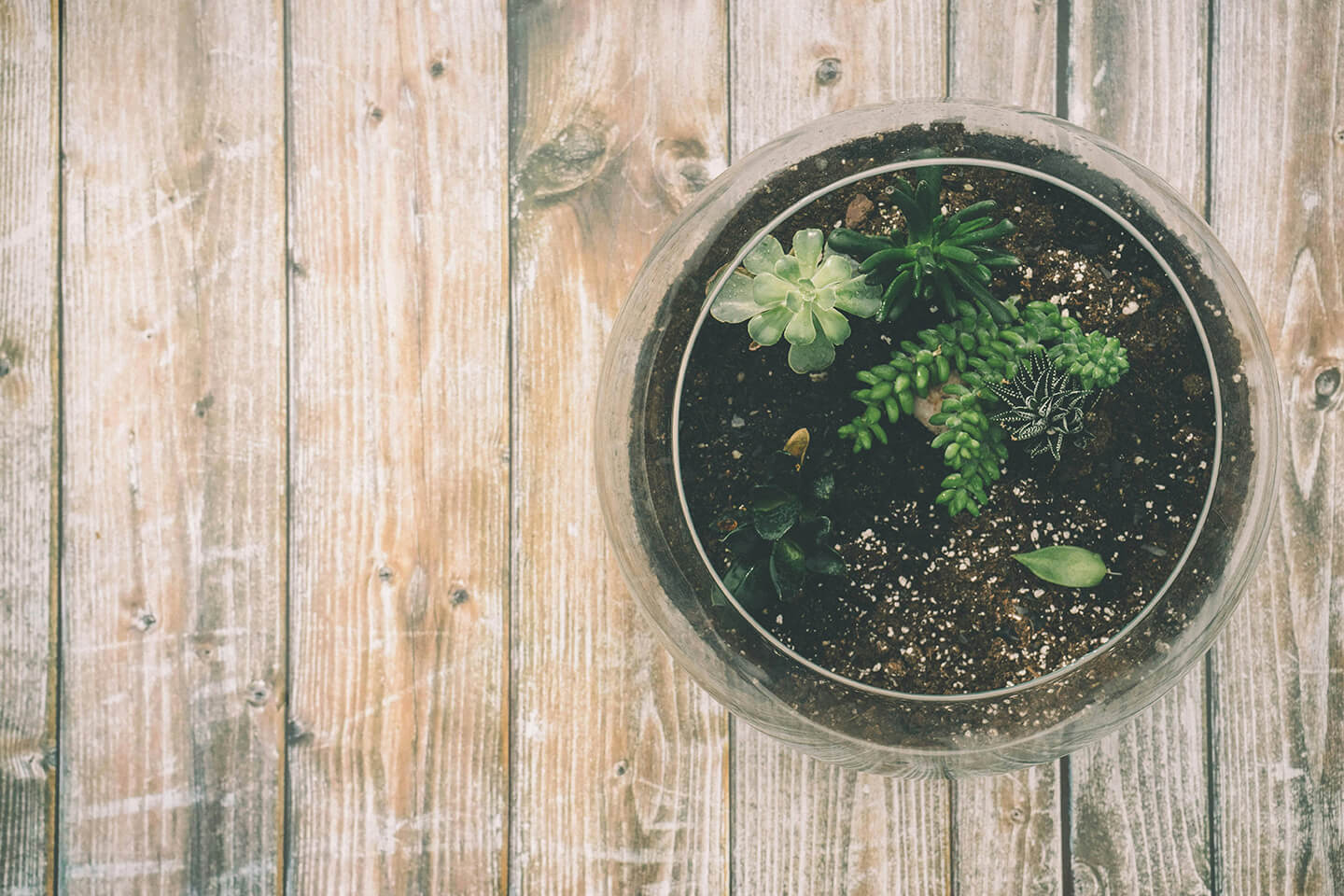 Plant Saucers