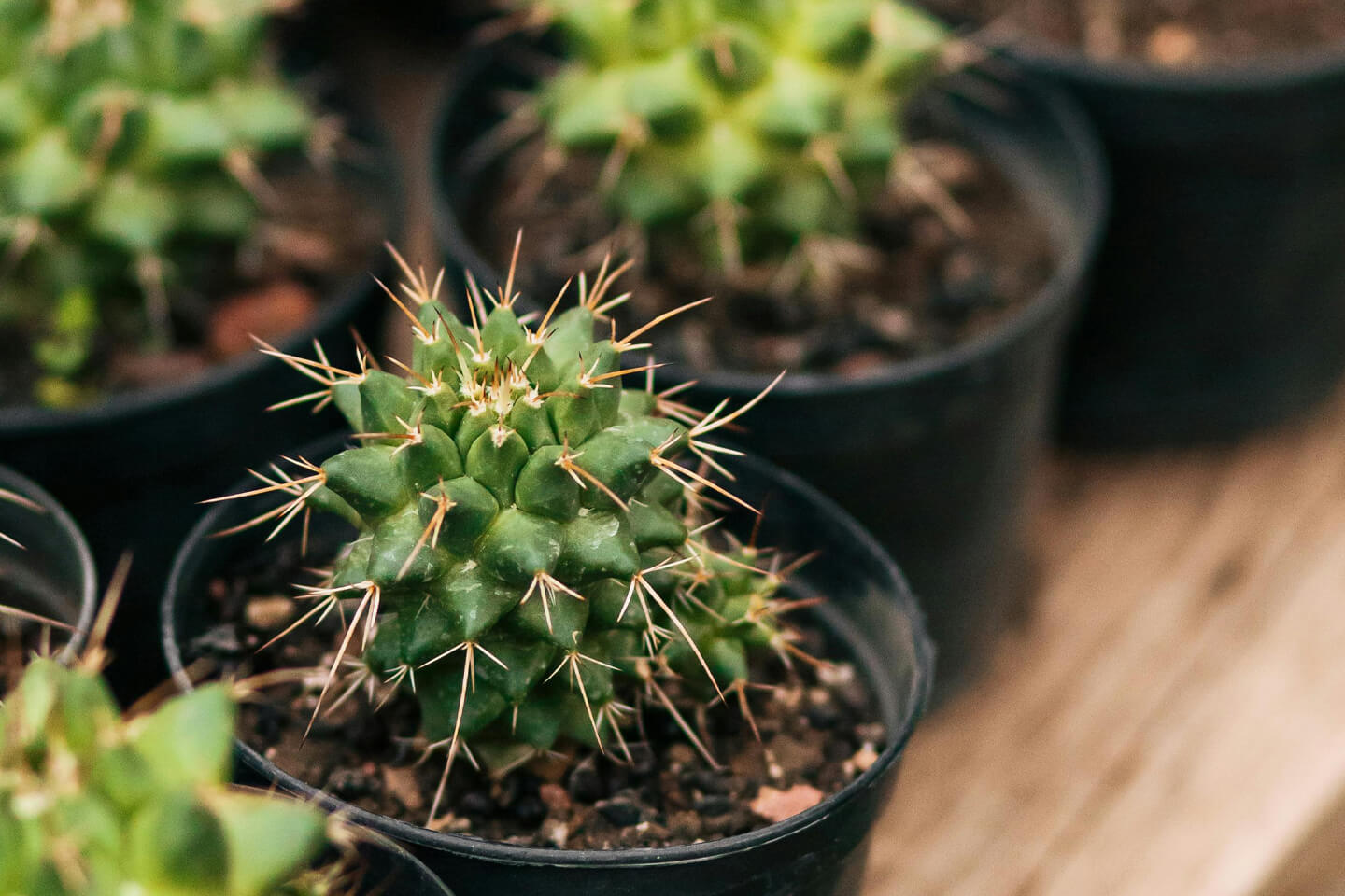 Nursery Pots