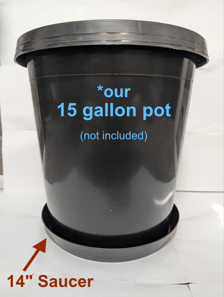 Green Oasis 14-inch black plant saucer holding 10-gallon nursery pot