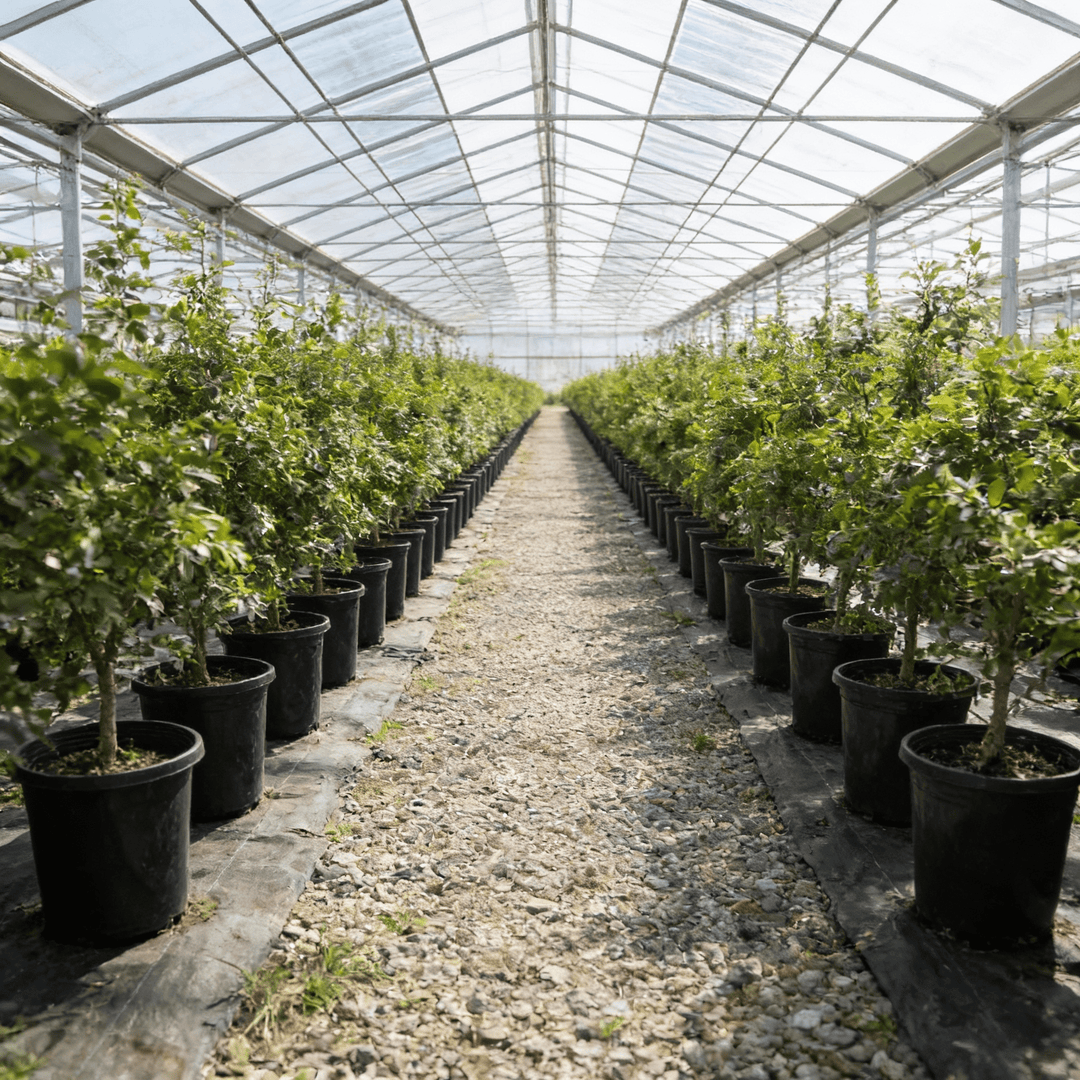 15 Gallon Heavy Duty Nursery Pots – Commercial Grade Black Plastic Plant Containers - Green Oasis