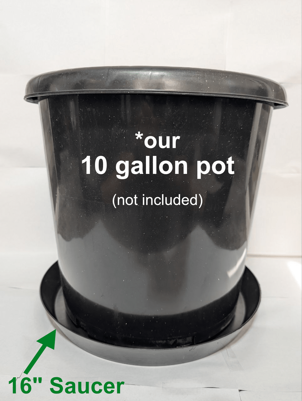 16-inch plant saucer under 15-gallon nursery pot – Green Oasis