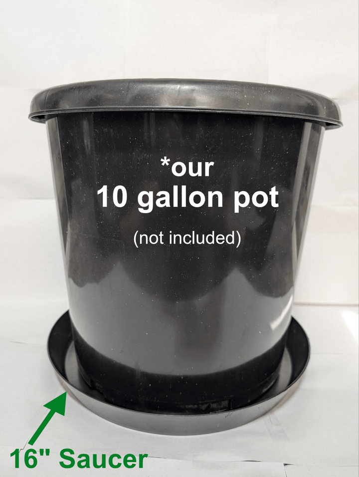 16-inch plant saucer under 15-gallon nursery pot – Green Oasis