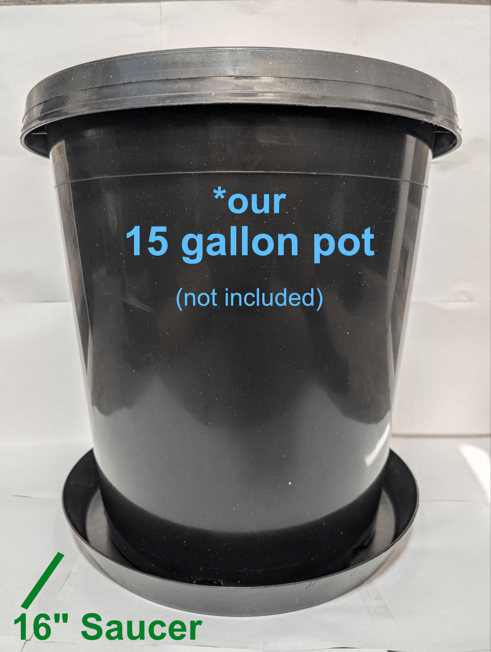 Green Oasis 16-inch black plant saucer catching drainage water