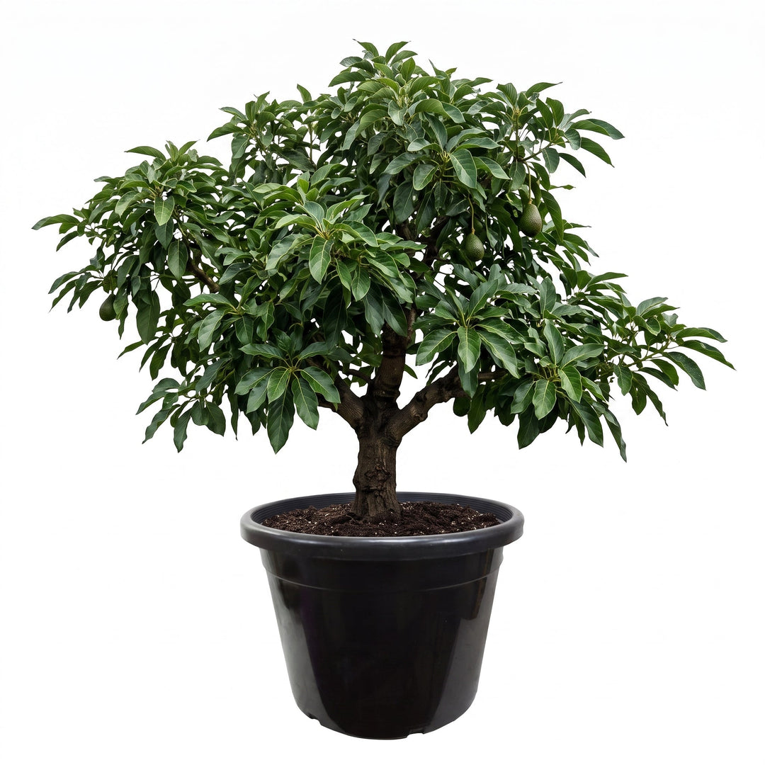 25-Gallon Heavy-Duty Nursery Pots — Maximum Root Space for Maximum Growth - Green Oasis
