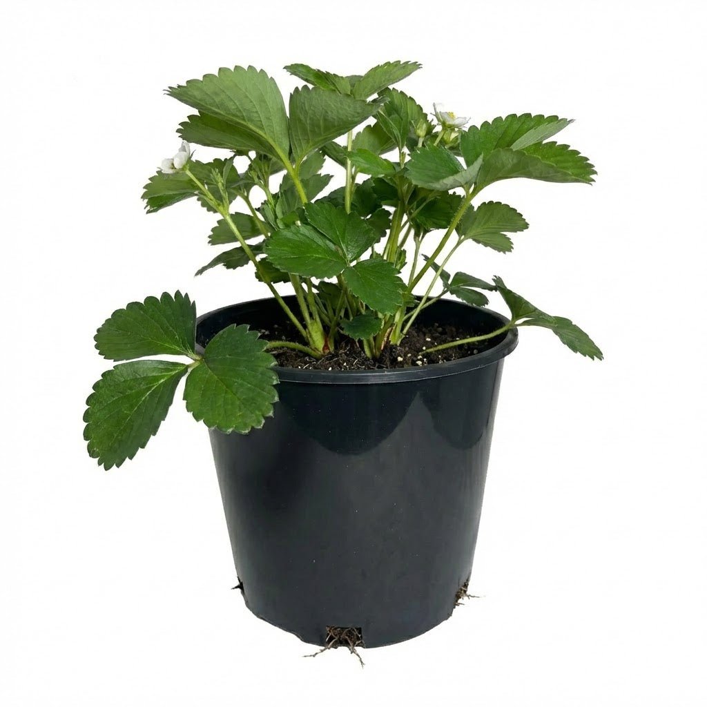 Bottom view of 3-gallon nursery pot showing multiple drainage holes